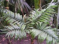 Chamaedorea Elegans (fam. Arecacees) (Mexique, Guatemala, Belize) (2) (Photo F. Mrugala)